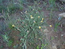 Image of Pteronia hutchinsoniana Compton