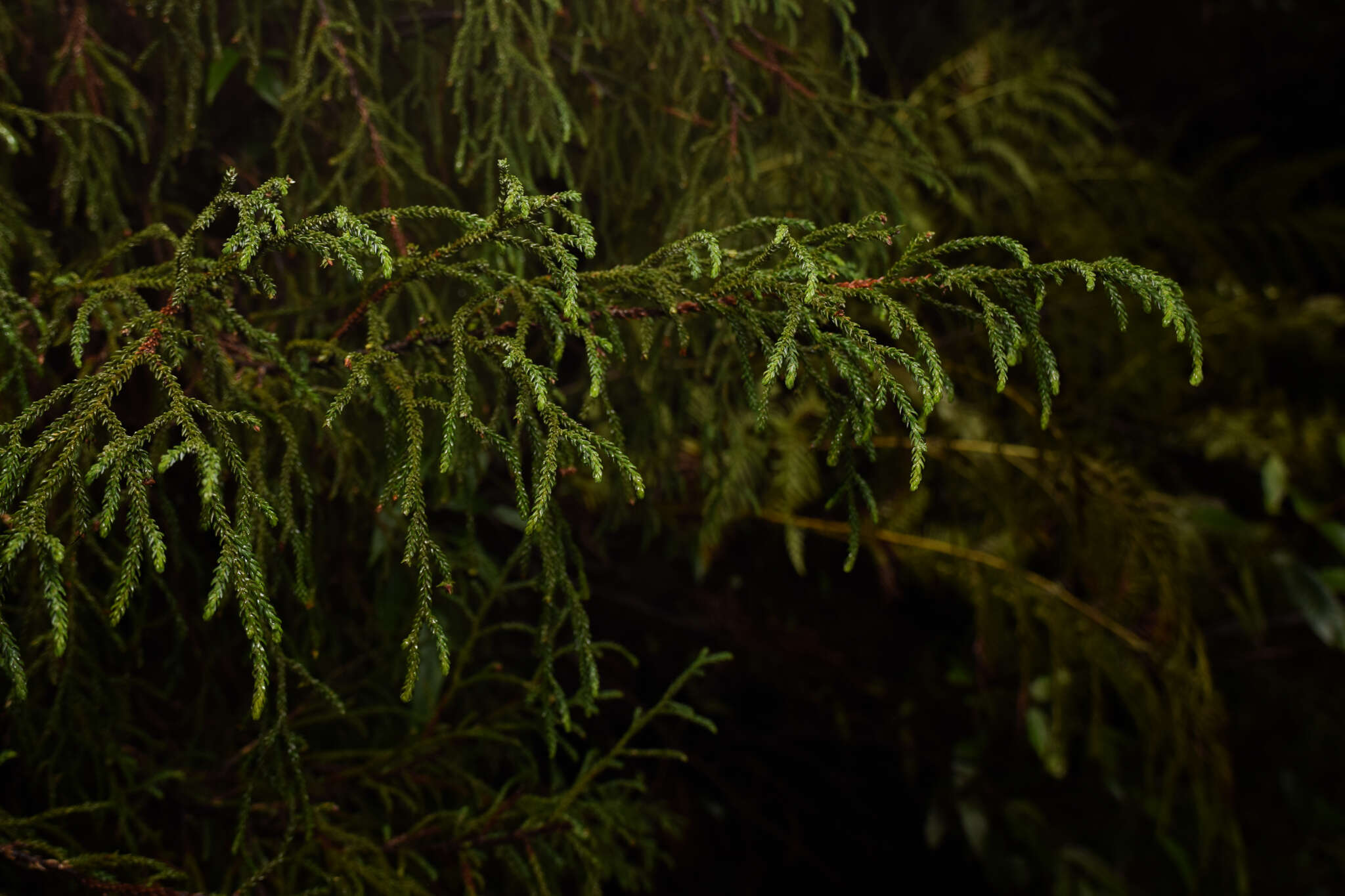 Image of Dwarf Mountain Pine