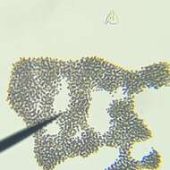 Image de <i>Microcystis <i>aeruginosa</i></i> subsp. aeruginosa
