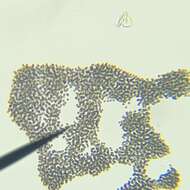 Plancia ëd <i>Microcystis <i>aeruginosa</i></i> subsp. aeruginosa