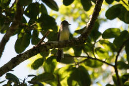 Image of Short-crested Flycatcher