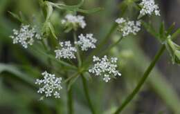 Imagem de Berula erecta subsp. thunbergii (DC.) B. L. Burtt