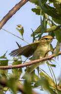 Image of Greenish Warbler