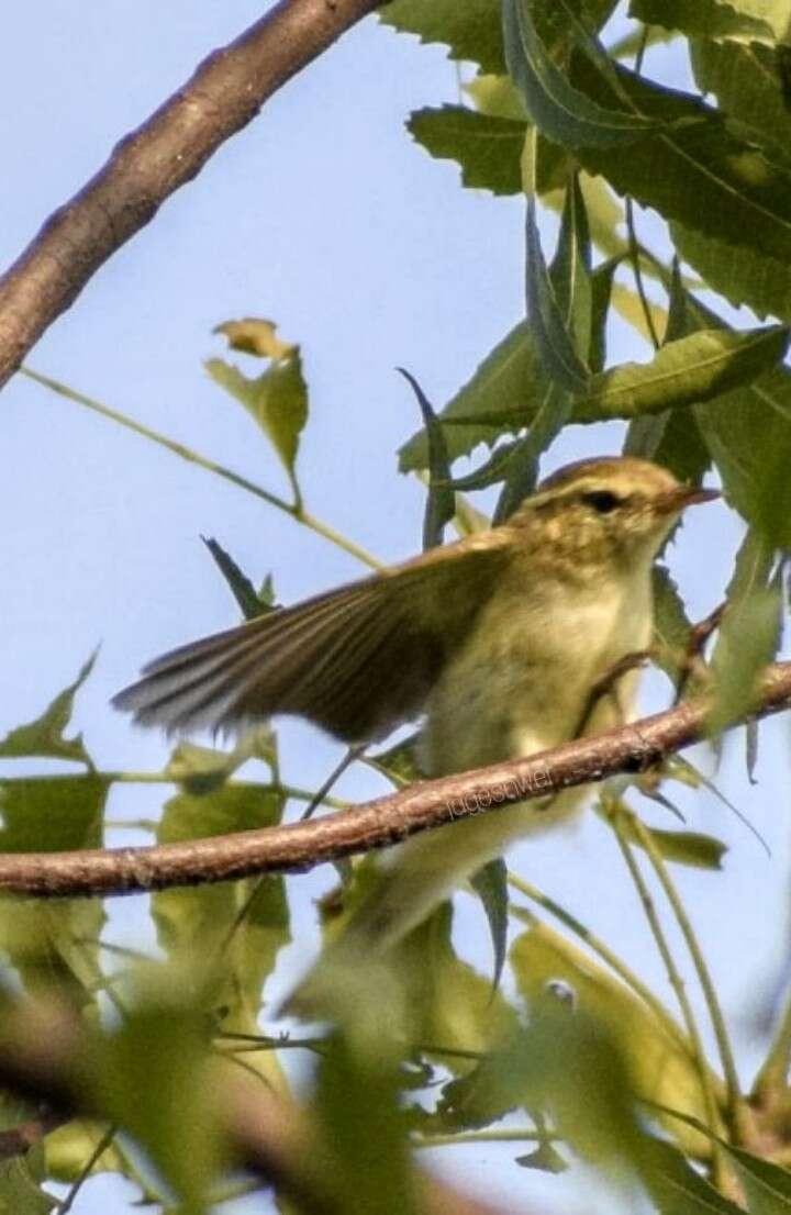 Plancia ëd Phylloscopus trochiloides (Sundevall 1837)