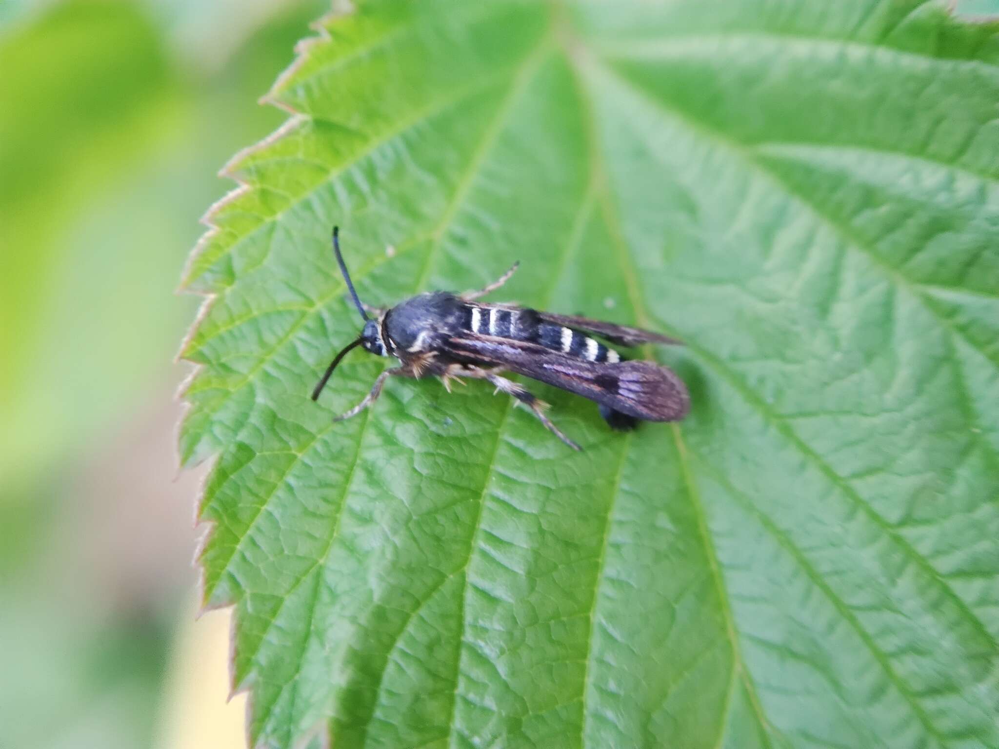 Image of Raspberry Clearwing