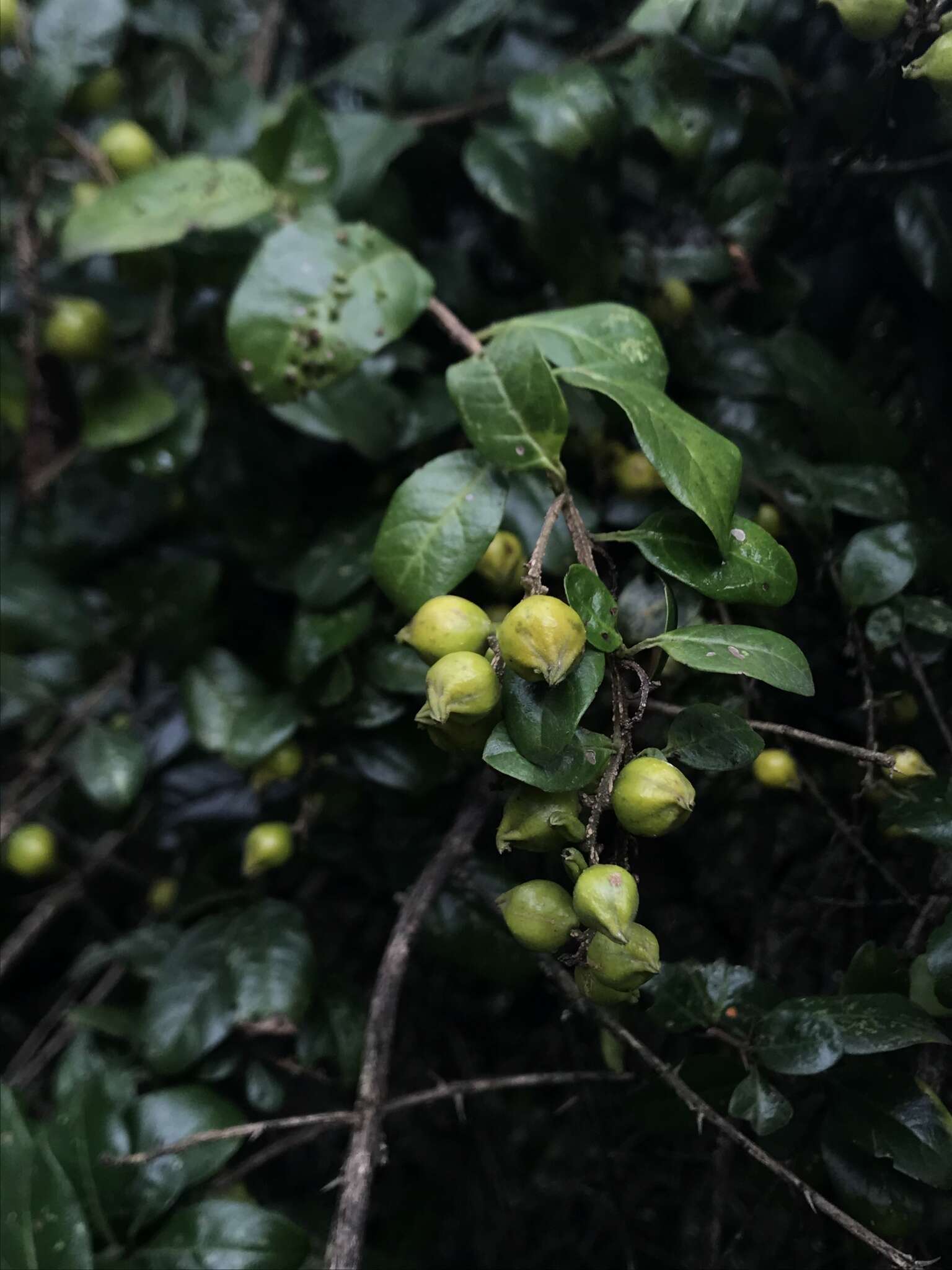 Duranta mutisii L. fil. resmi