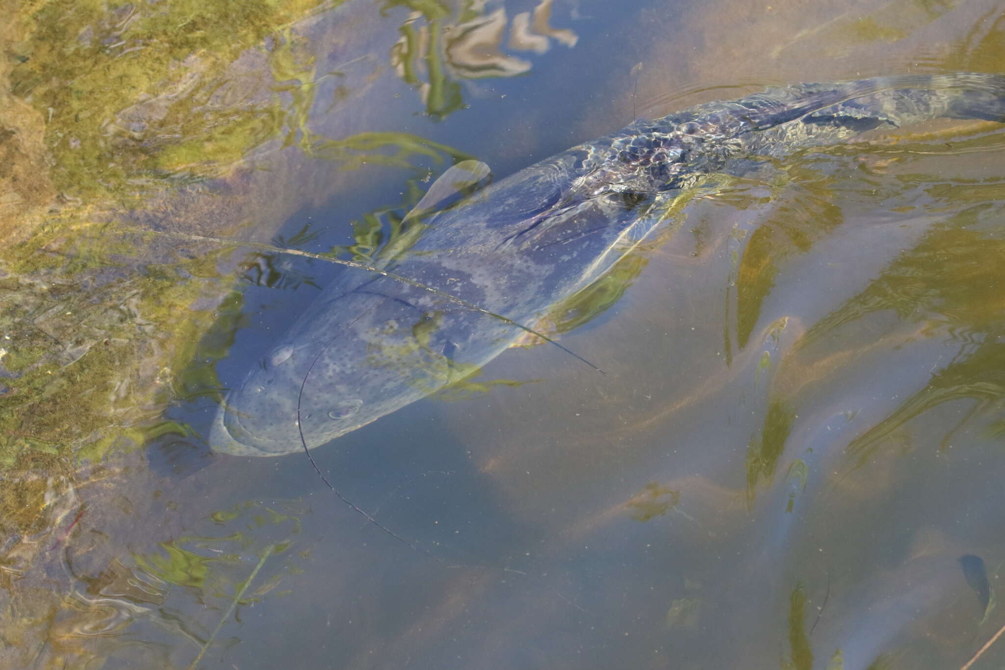 Image of Estuary Cod