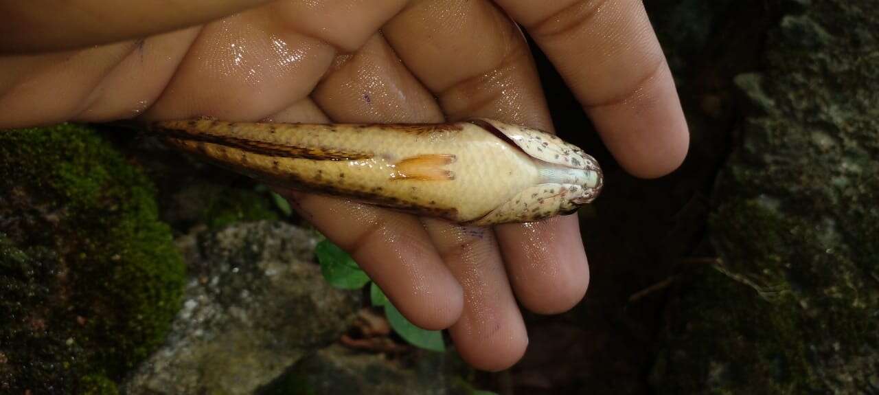 Image of Spotted snakehead