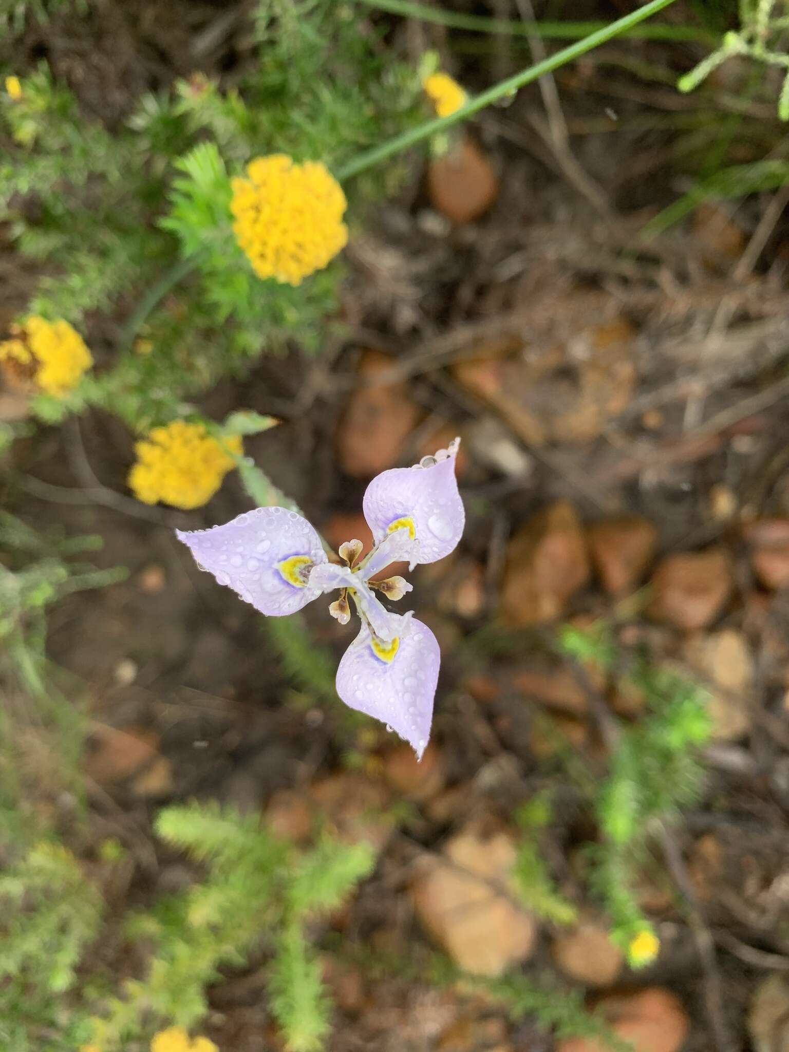 Слика од Moraea algoensis Goldblatt