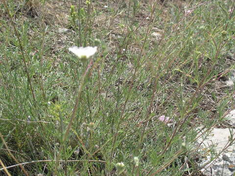 Image of Lomelosia argentea (L.) W. Greuter & Burdet