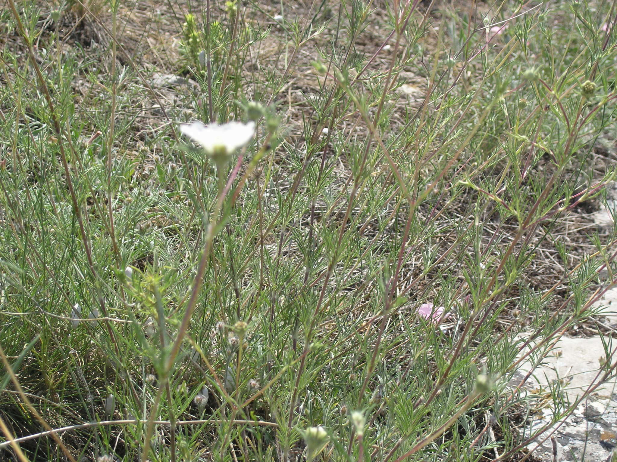 Image de Lomelosia argentea (L.) W. Greuter & Burdet