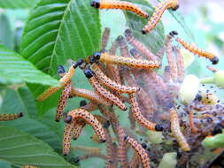 Image of Southern Ugly-nest Caterpillar Moth