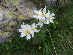 Imagem de Anemonastrum narcissiflorum (L.) Holub