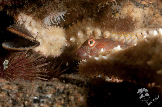 Image of Ringneck Blenny