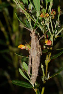 Image of Coryphistes ruricola (Burmeister & H. 1838)