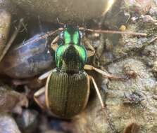 Sivun Chlaenius (Chlaenites) spoliatus (P. Rossi 1792) kuva