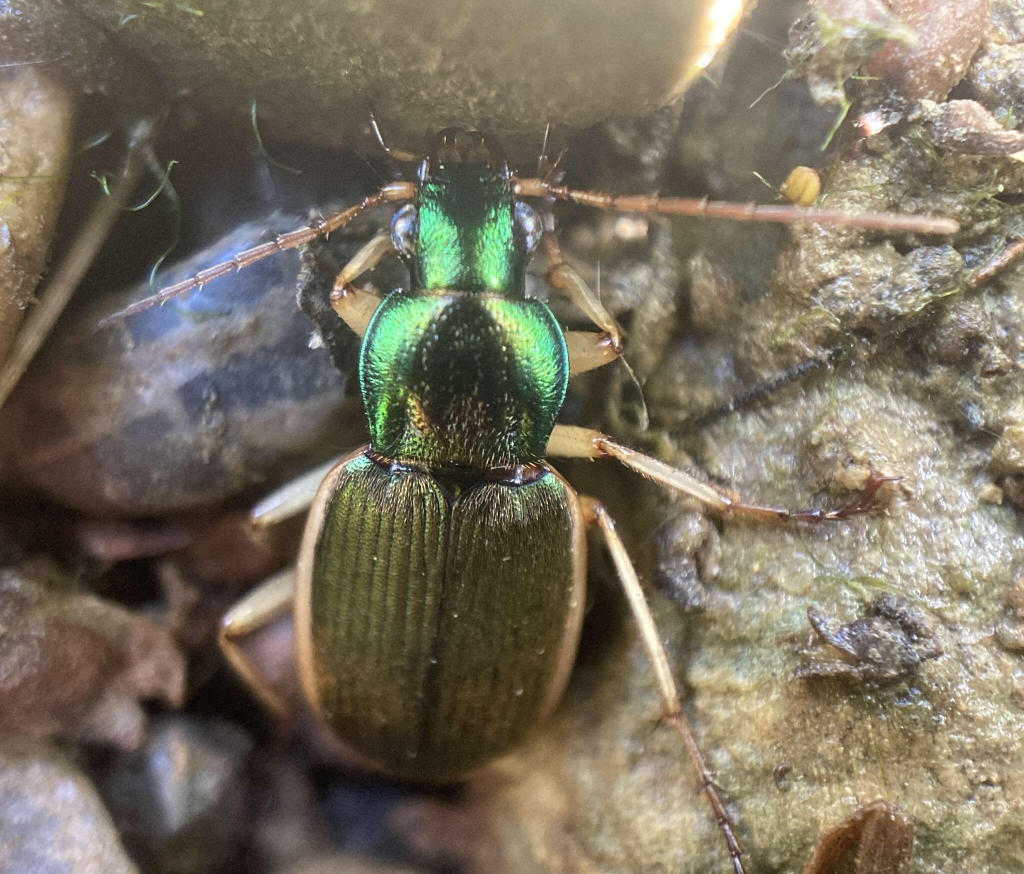 Sivun Chlaenius (Chlaenites) spoliatus (P. Rossi 1792) kuva