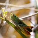 Stenobothrus lineatus lineatus (Panzer 1796) resmi