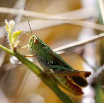 Stenobothrus lineatus lineatus (Panzer 1796) resmi