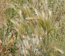 Image of Hordeum jubatum L.