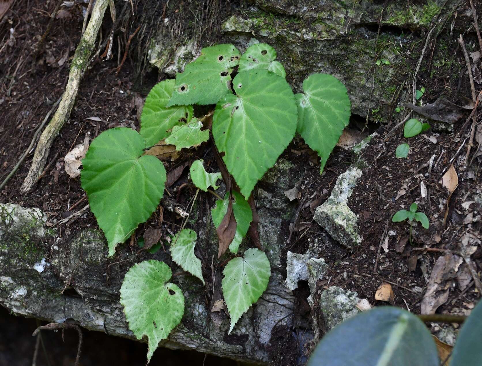 Image of Begonia faustinoi Burt-Utley & Utley