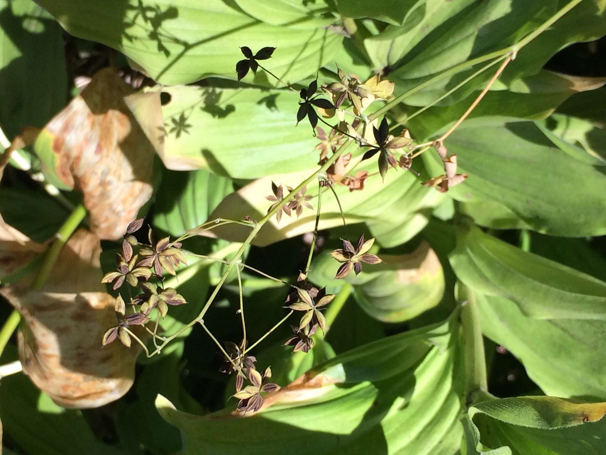 Слика од Thalictrum occidentale A. Gray