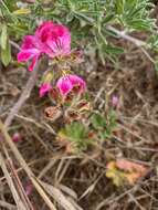 Imagem de Pelargonium domesticum Bailey