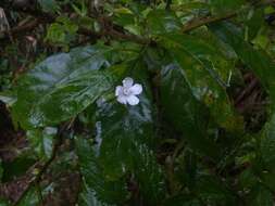 Image de Pavonia fruticosa (Mill.) Fawcett & Rendle