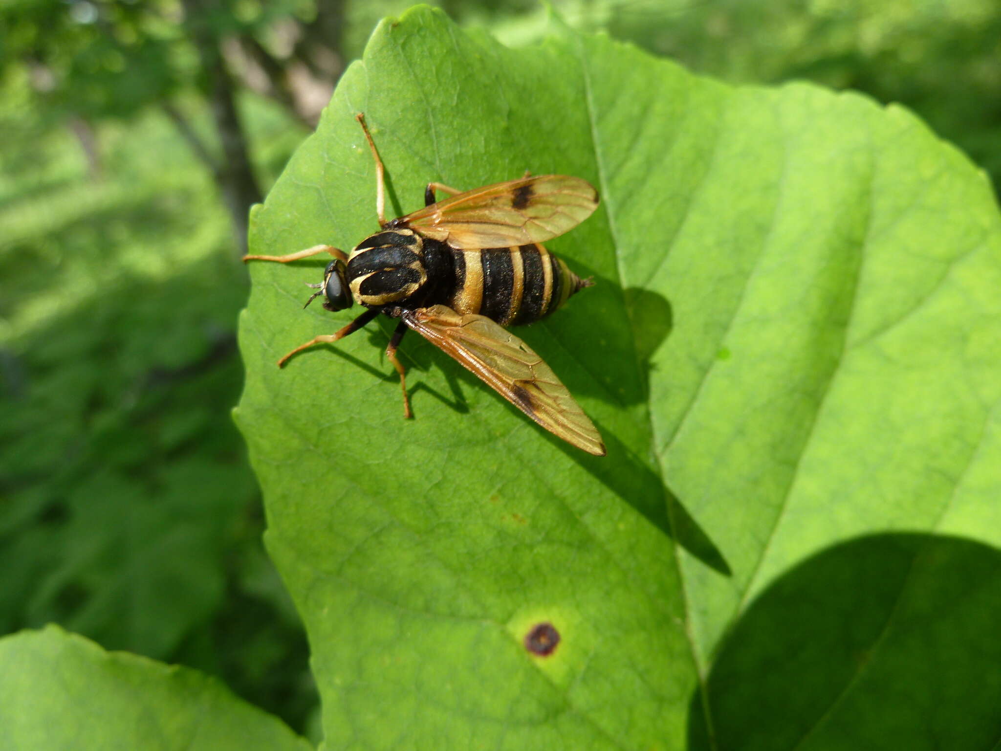 Image of Anacanthaspis bifasciata Roder 1889