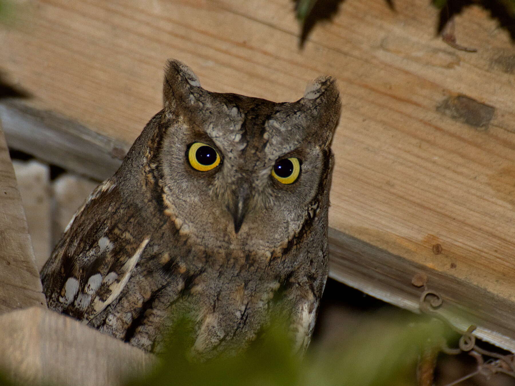 Image of Eurasian Scops Owl