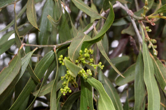 Image of Ventilago viminalis Hook.