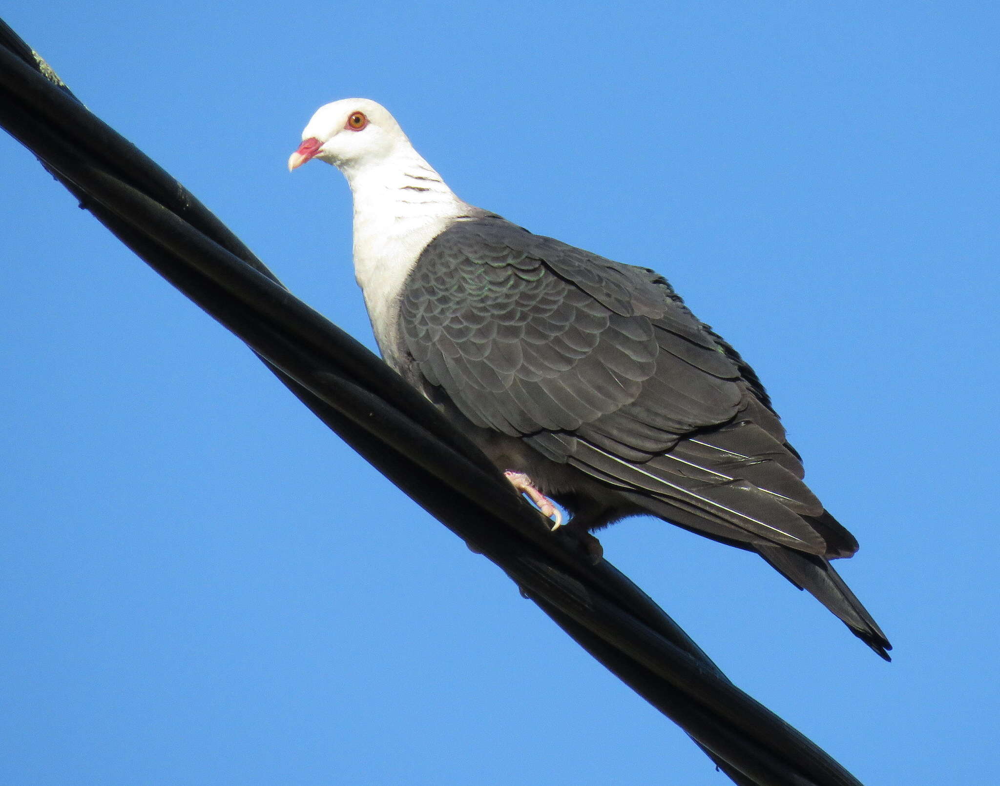 Image of White-headed Pigeon