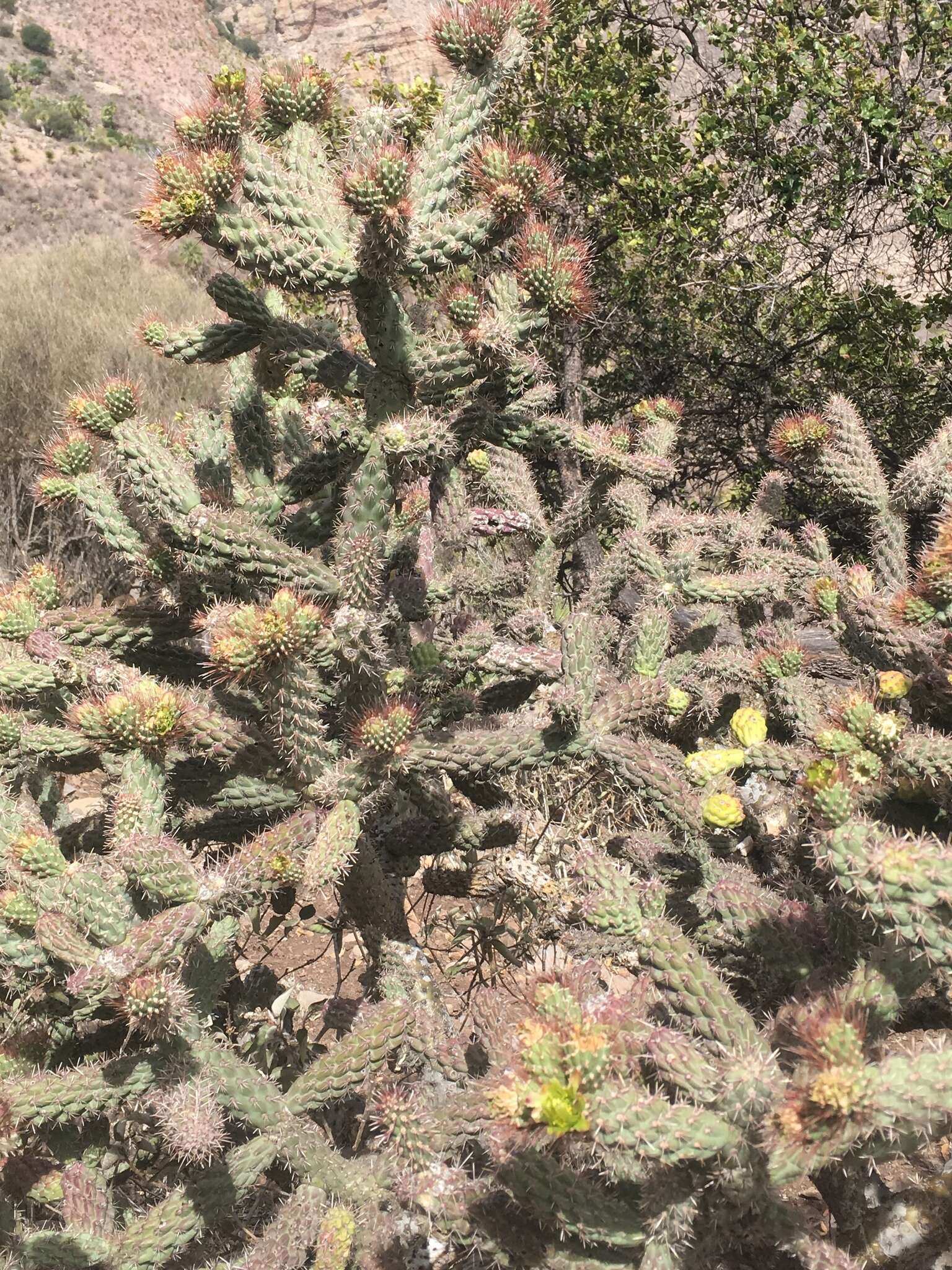 Image of Cylindropuntia alcahes var. alcahes