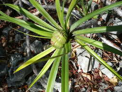 Imagem de Pandanus biceps B. C. Stone & Guillaumet