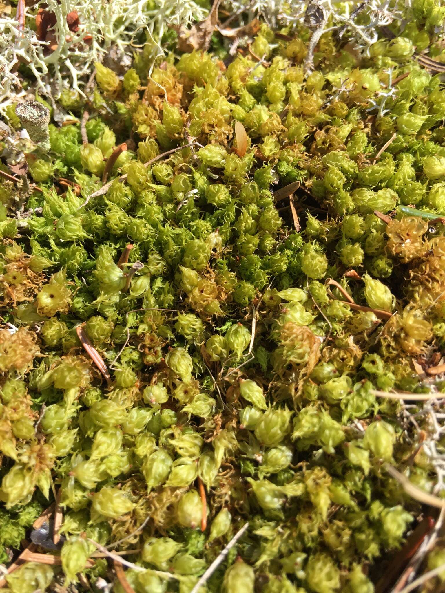 Image of dicranum moss