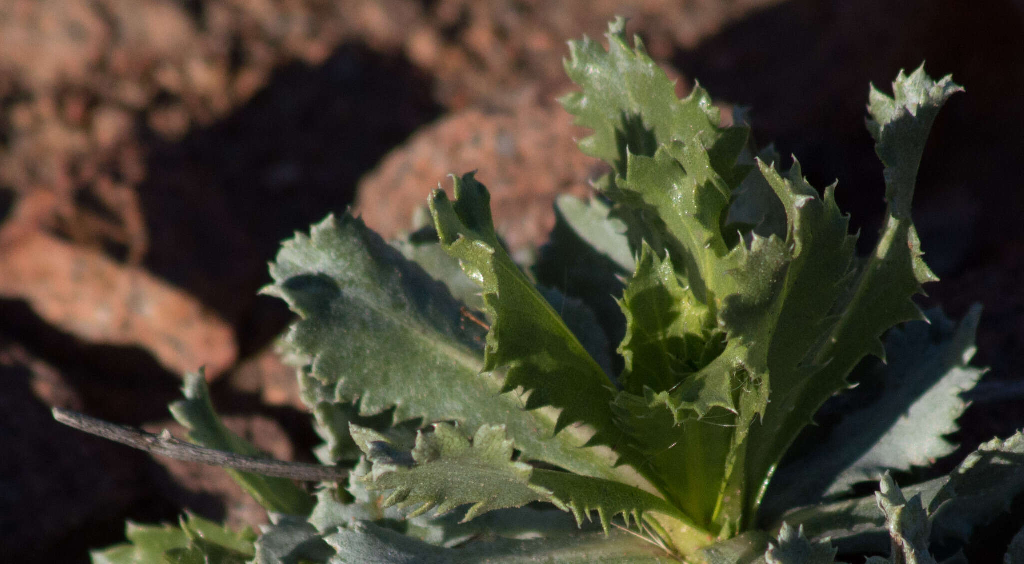 Image of Grindelia covasii A. Bartoli & R. D. Tortosa