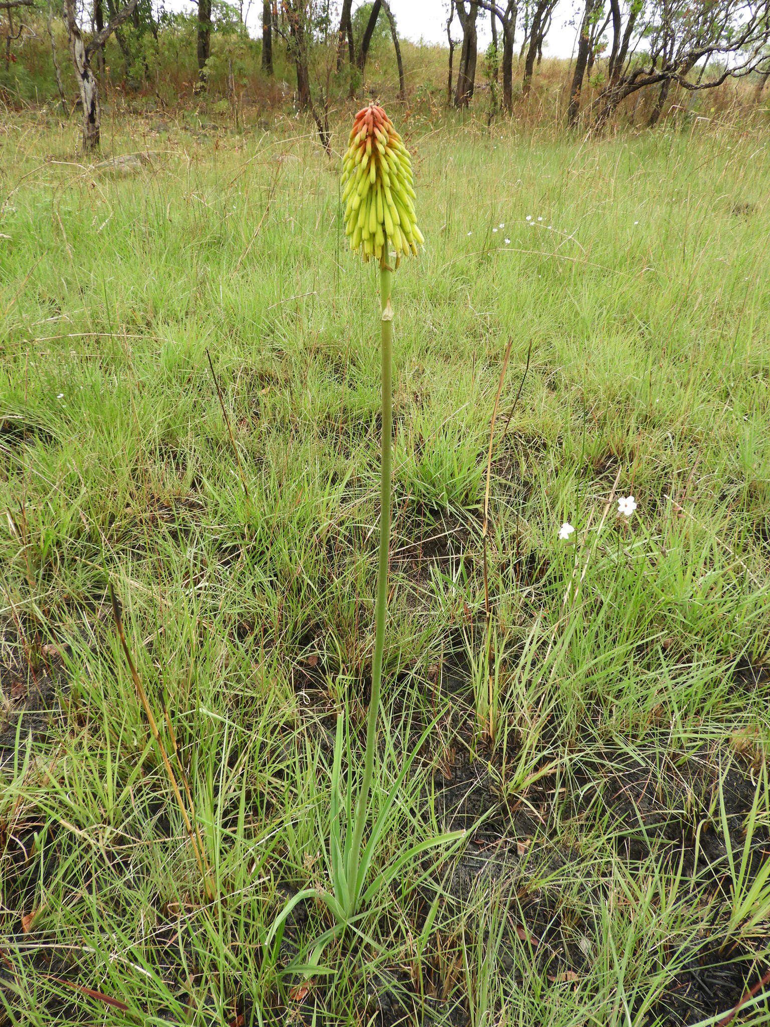 Image de Kniphofia grantii Baker