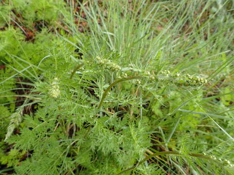 Image of Siberian wormwood