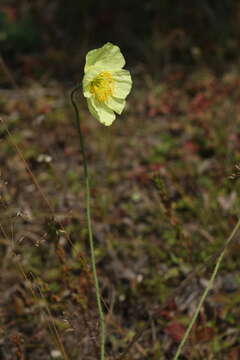 Image of Papaver chakassicum G. A. Peschkova