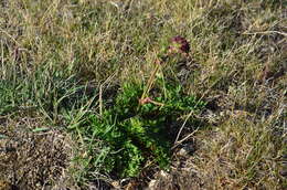 Image of Jakutsk snowparsley