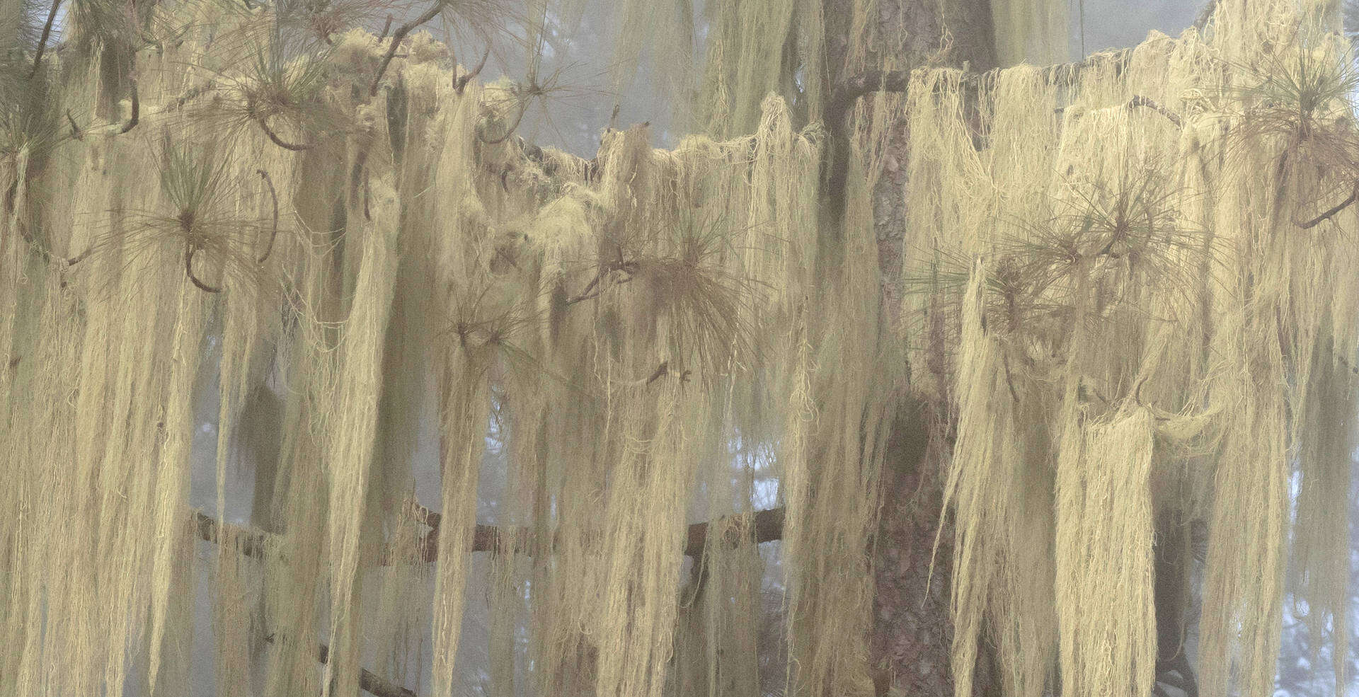 Image of string-of-sausages lichen