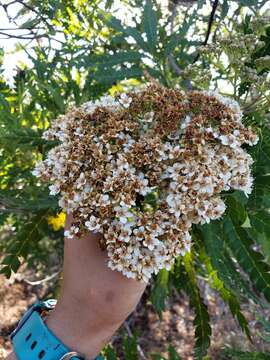 Image of Catalina ironwood