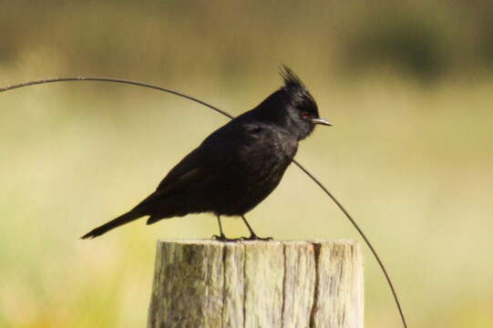 Image of Crested Black Tyrant