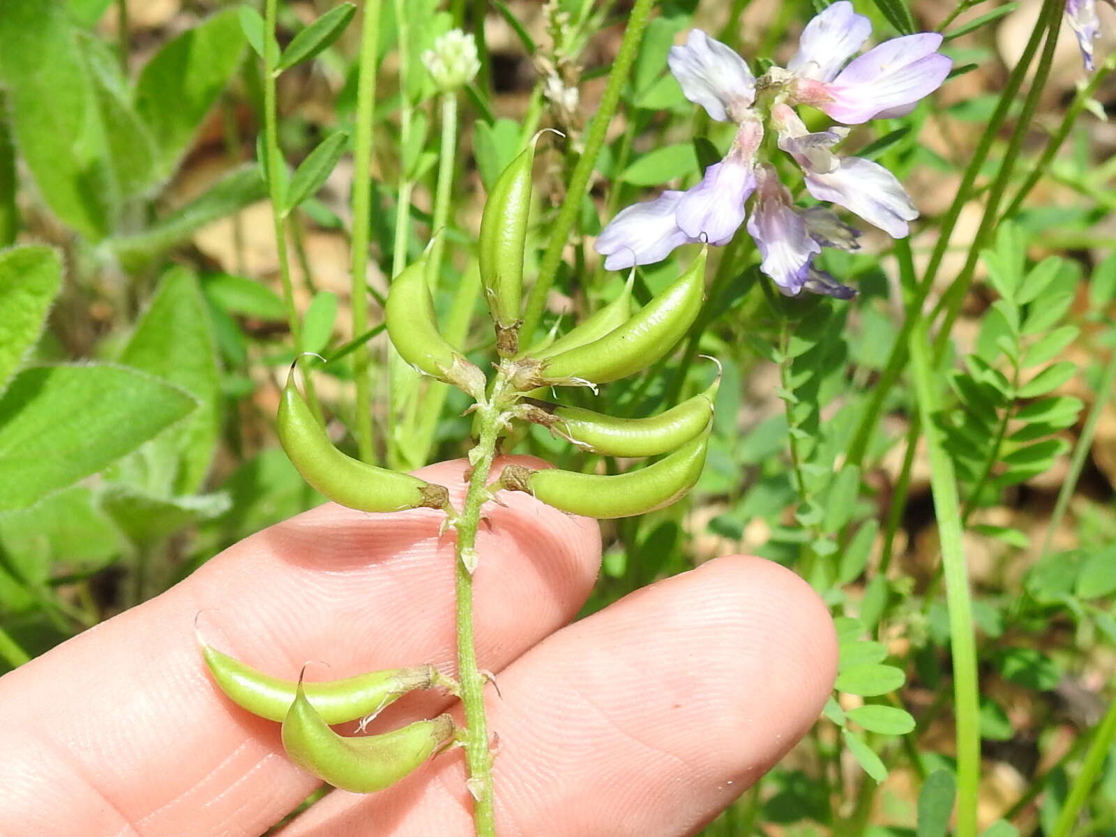 Image of Ozark milkvetch