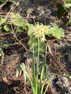 Image of Narcissus tazetta subsp. tazetta