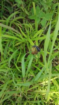 Image of Margined Blister Beetle