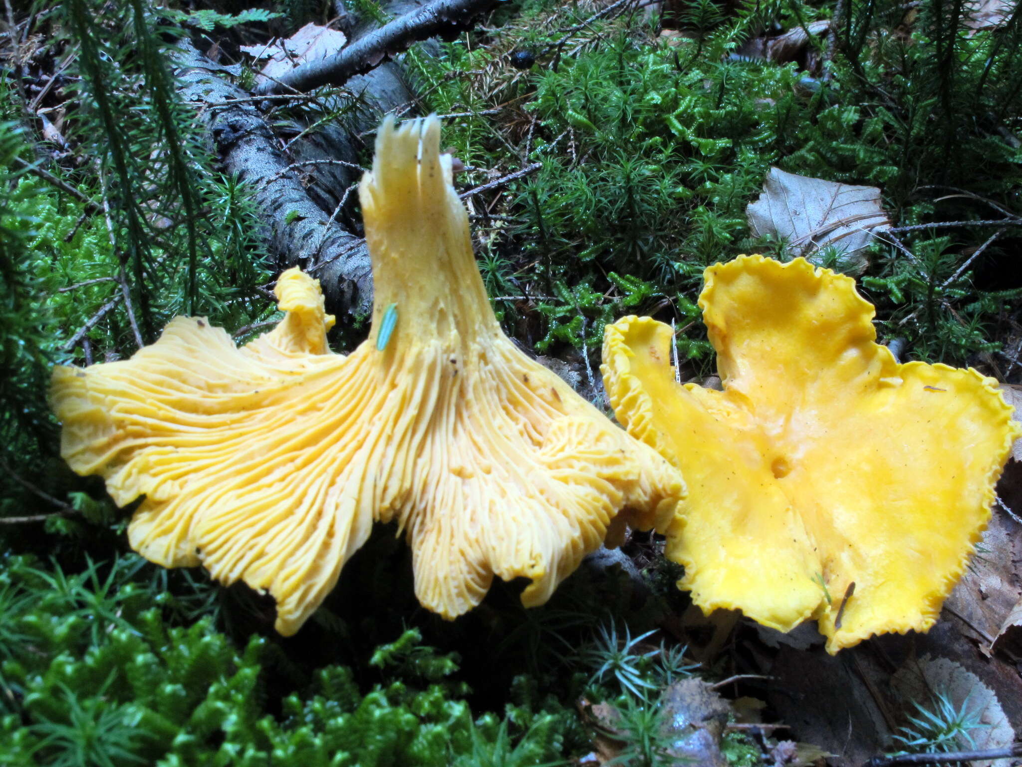 Cantharellus phasmatis Foltz & T. J. Volk 2013 resmi