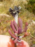 Image of Lampranthus stenus (Haw.) N. E. Br.