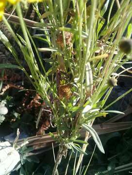 Image of Helenium mexicanum Kunth