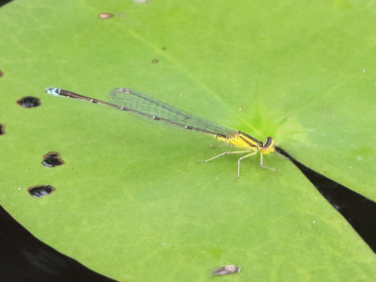 Image of Vesper Bluet